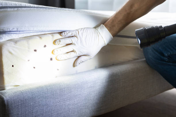 Professional Pest Control in Honolulu, HI