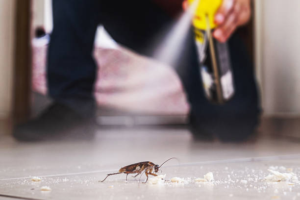 Best Termite Control Services  in Honolulu, HI