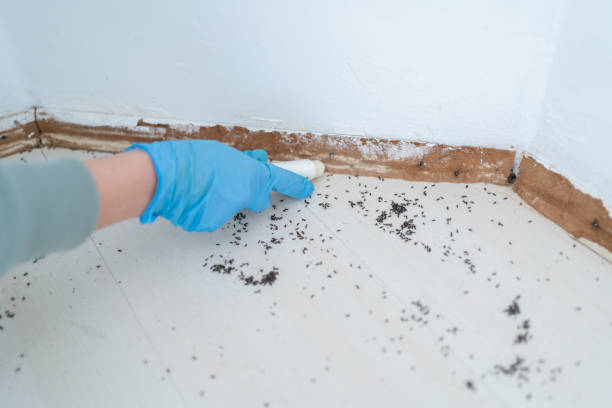 Best Mosquito Control Services  in Honolulu, HI